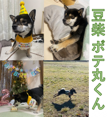 犬・猫の里親募集｜ＣＯＣＯＲＯの里 （特定非営利法人 想の里）